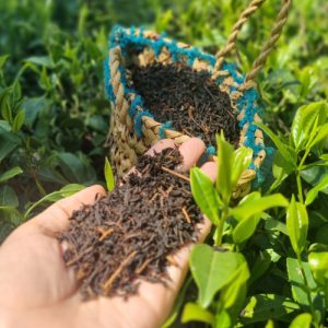 چای قلم بهاره